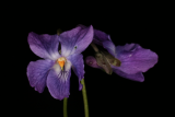 Viola odorata RCP3-09 192.jpg